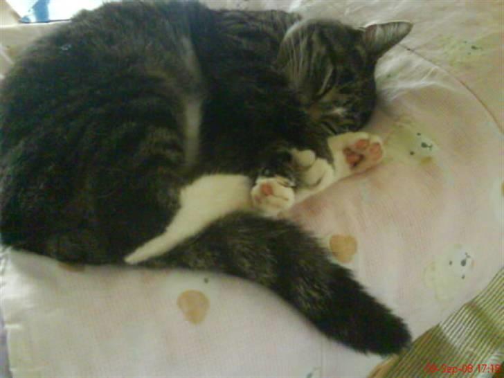 Blanding af racer Futte billede 4