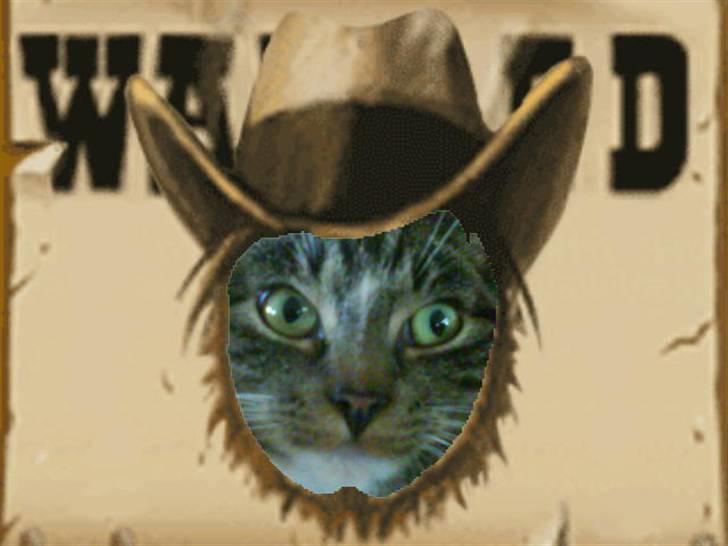 Blanding af racer Futte billede 5