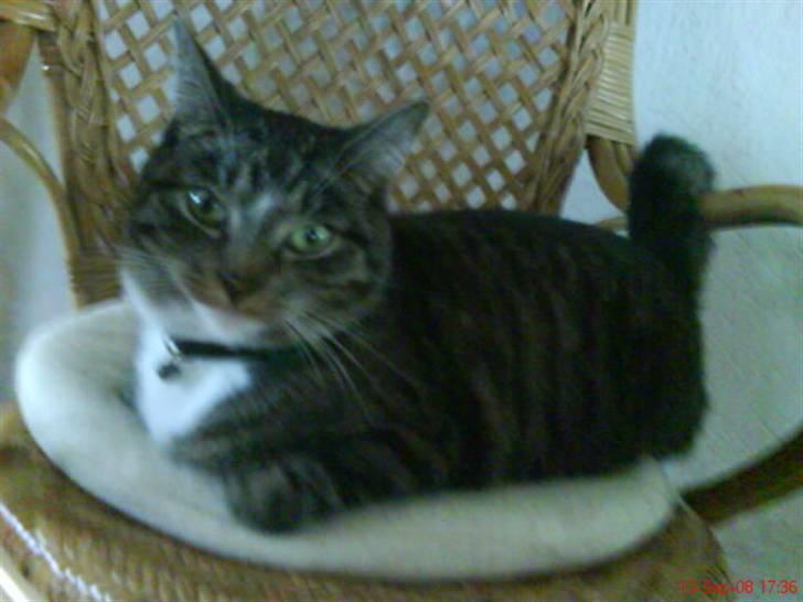 Blanding af racer Futte billede 6