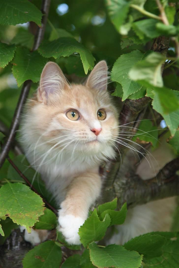 Maine Coon Victor billede 5