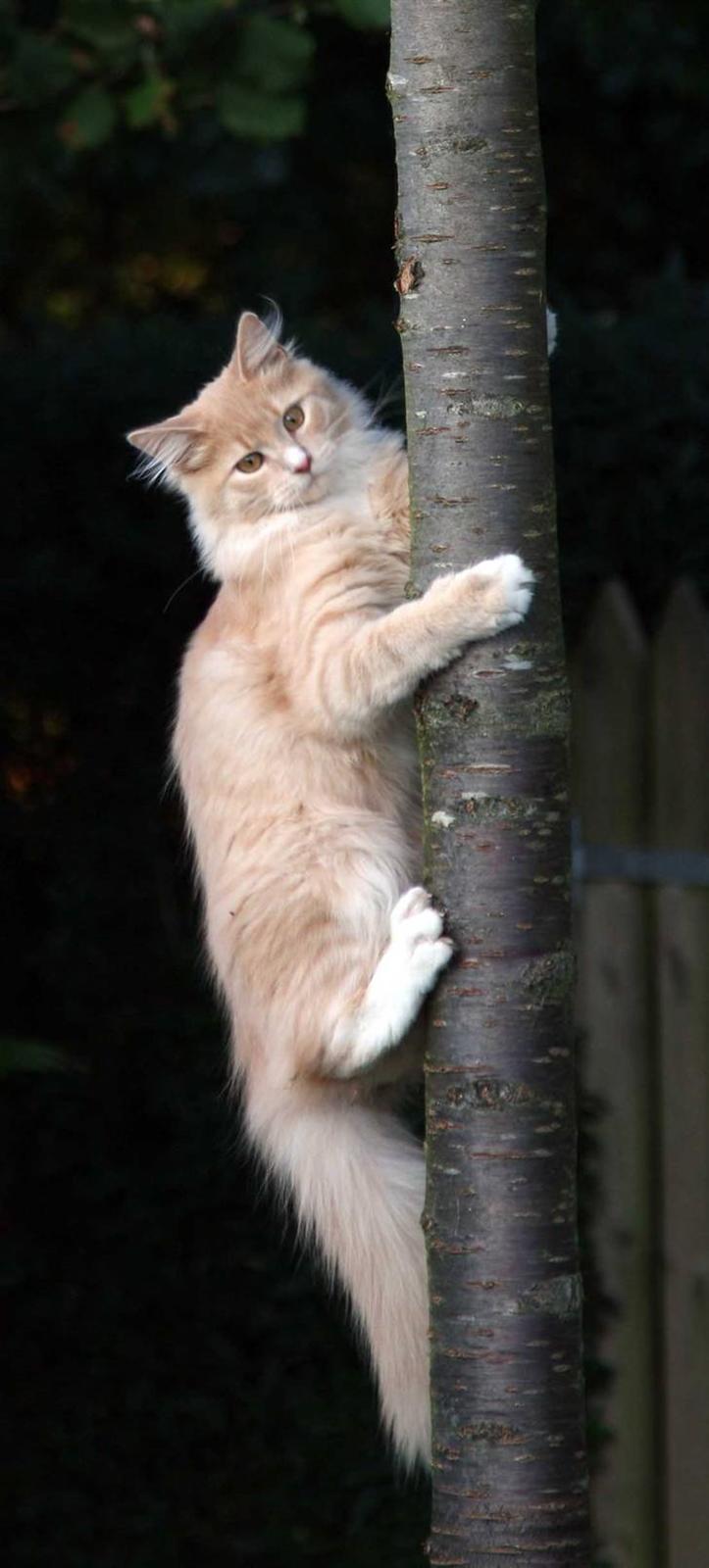 Maine Coon Victor billede 6