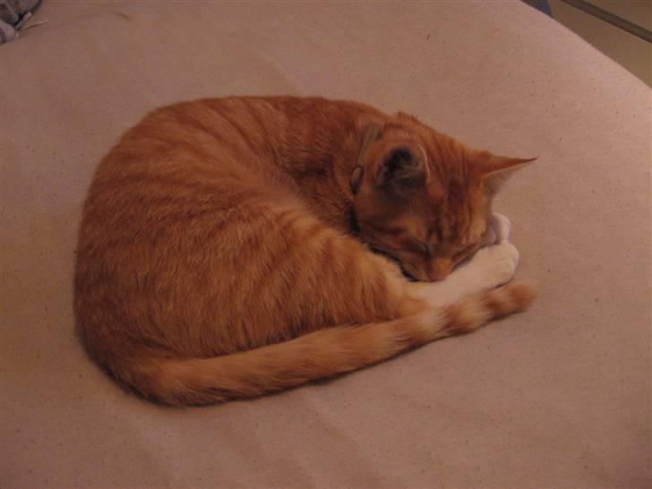 Blanding af racer Garfield billede 1