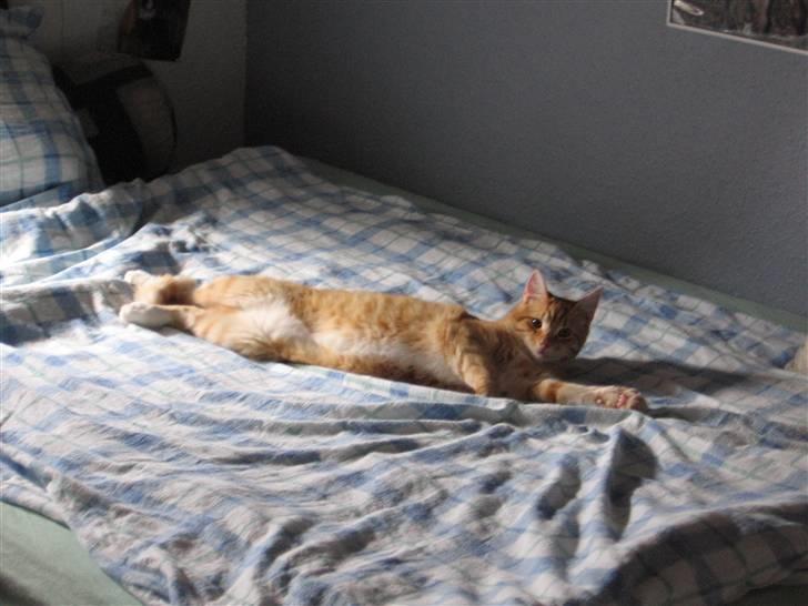 Blanding af racer Garfield billede 2