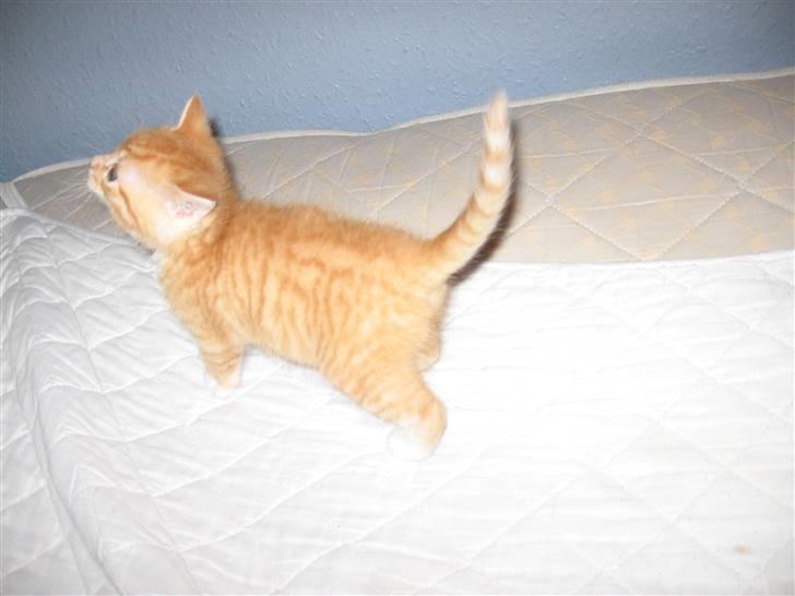 Blanding af racer Garfield billede 3