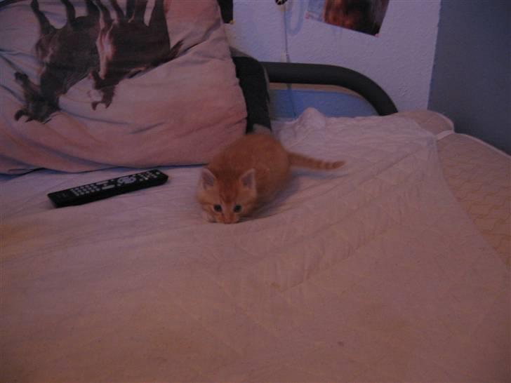 Blanding af racer Garfield billede 4