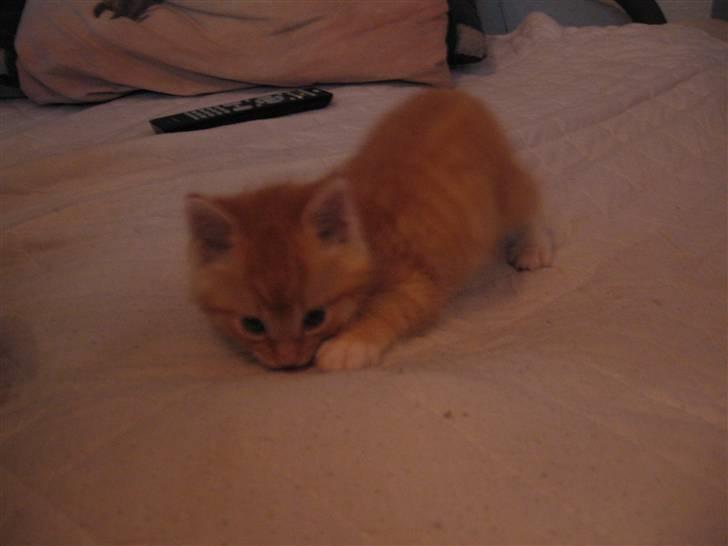 Blanding af racer Garfield - Der har vi næsten lige fået ham <33 billede 5