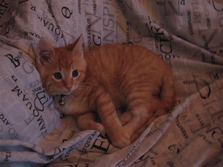 Blanding af racer Garfield billede 6