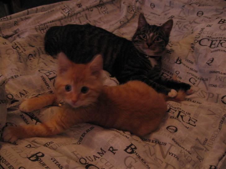 Blanding af racer Garfield billede 7