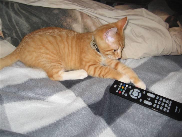 Blanding af racer Garfield billede 8