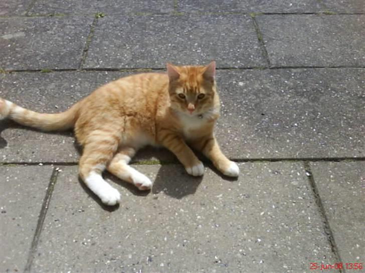 Blanding af racer Garfield billede 9