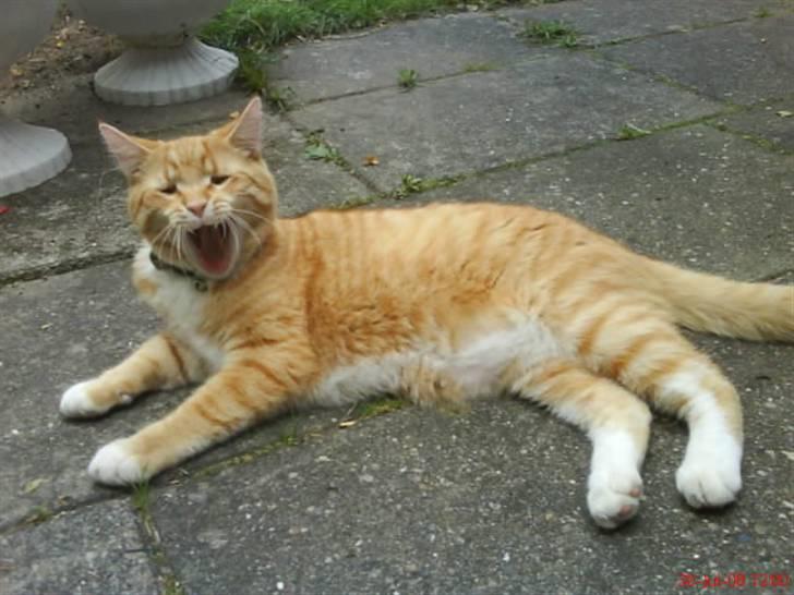 Blanding af racer Garfield - Garfield gaber han har lige sovet <33 billede 10