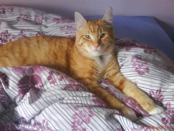 Blanding af racer Garfield billede 11