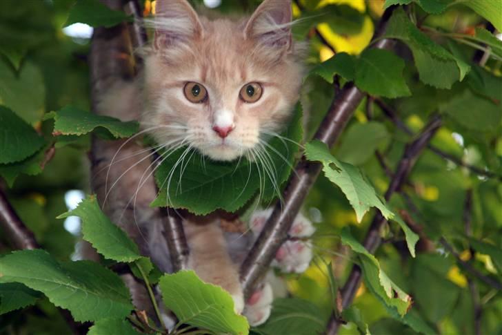 Maine Coon Victor billede 7