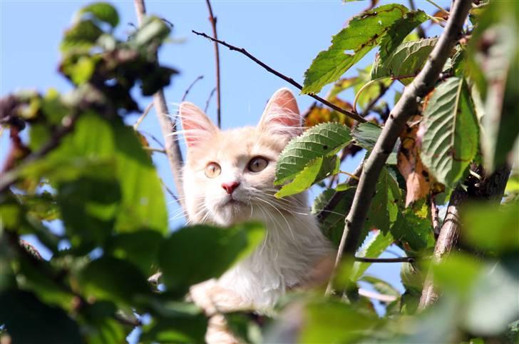 Maine Coon Victor billede 8