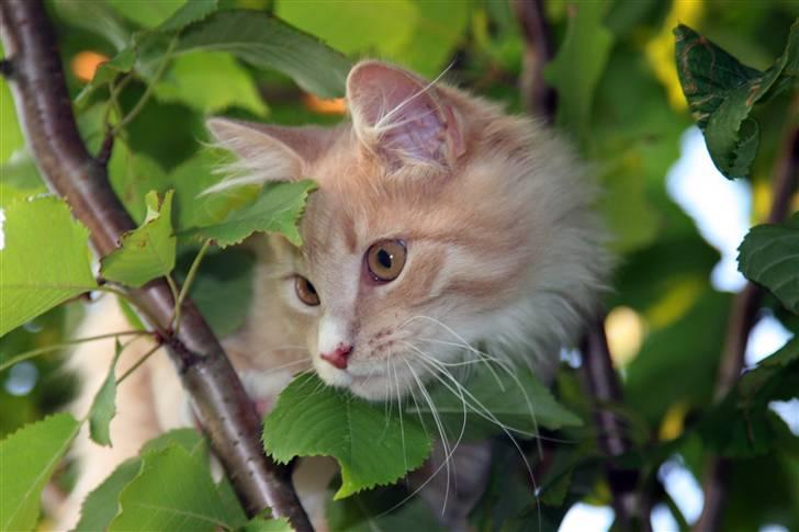 Maine Coon Victor billede 9