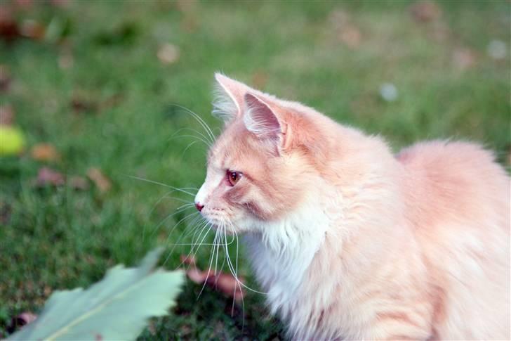 Maine Coon Victor billede 10