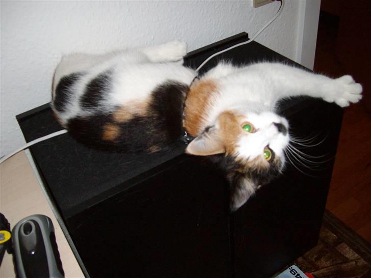 Blanding af racer Ni-hao(Main coon/huskat) - Her ligger jeg på fars højtaler billede 1