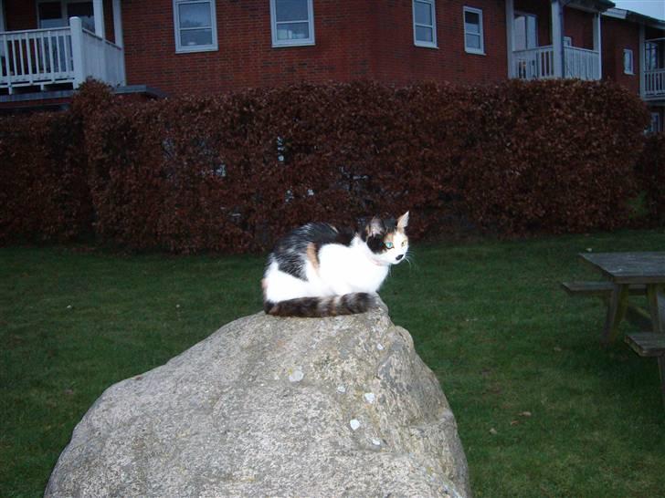 Blanding af racer Ni-hao(Main coon/huskat) - Her sidder jeg på en dejlig sten ude bagved lejlighederne på vores grønne område billede 2