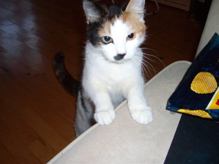 Blanding af racer Ni-hao(Main coon/huskat) - Hilser på mor i fars sofa billede 3