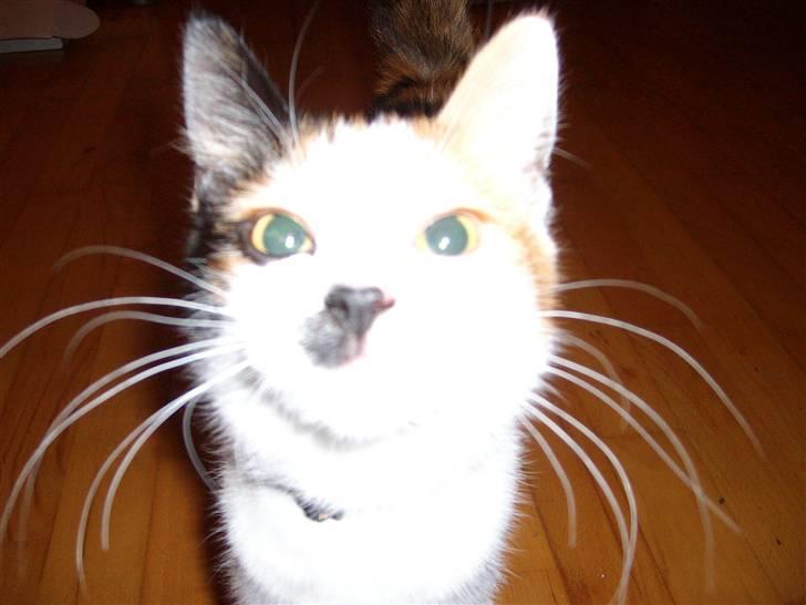 Blanding af racer Ni-hao(Main coon/huskat) - Kamera mis billede 4