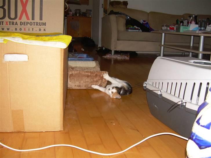 Blanding af racer Ni-hao(Main coon/huskat) - Her ligger jeg og kradser mine kløer billede 5