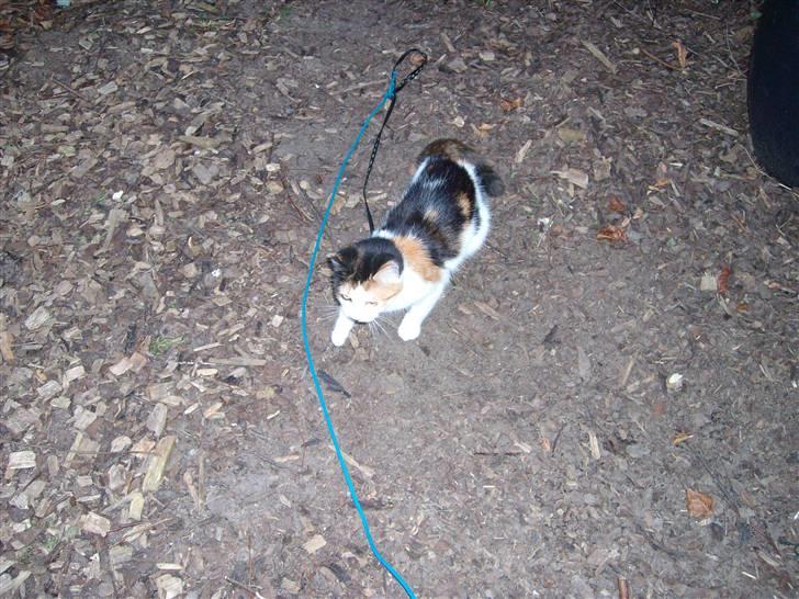 Blanding af racer Ni-hao(Main coon/huskat) - Her står jeg i snor i fars have inden jeg måtte komme fri ca 2 dage efter steriliation billede 6