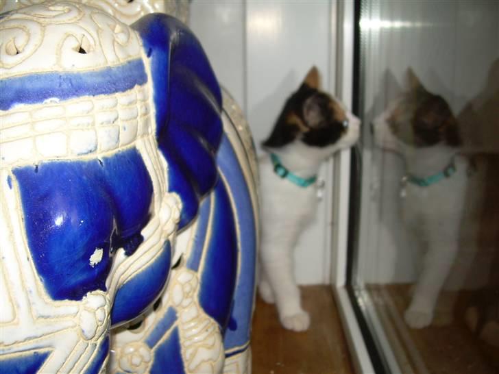 Blanding af racer Ni-hao(Main coon/huskat) - Kigger ud på fuglene da de stod udenfor, elsker at drille dem billede 7