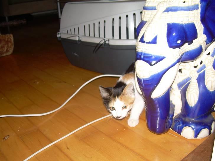 Blanding af racer Ni-hao(Main coon/huskat) - Her kigger jeg på Diana bag elefanten billede 8