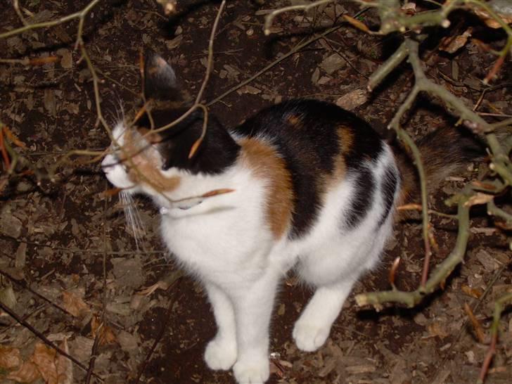 Blanding af racer Ni-hao(Main coon/huskat) - Her er jeg fri i haven Jubii billede 9