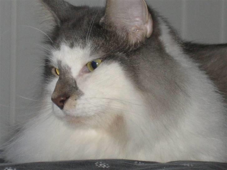 Norsk Skovkat               Johnny Cash billede 1