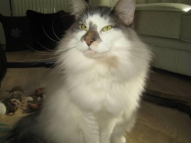 Norsk Skovkat               Johnny Cash billede 2