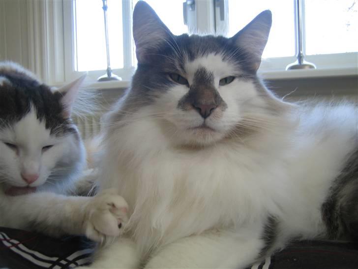 Norsk Skovkat               Johnny Cash billede 3