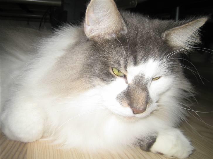 Norsk Skovkat               Johnny Cash billede 4