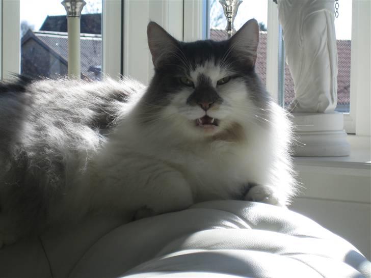 Norsk Skovkat               Johnny Cash billede 5