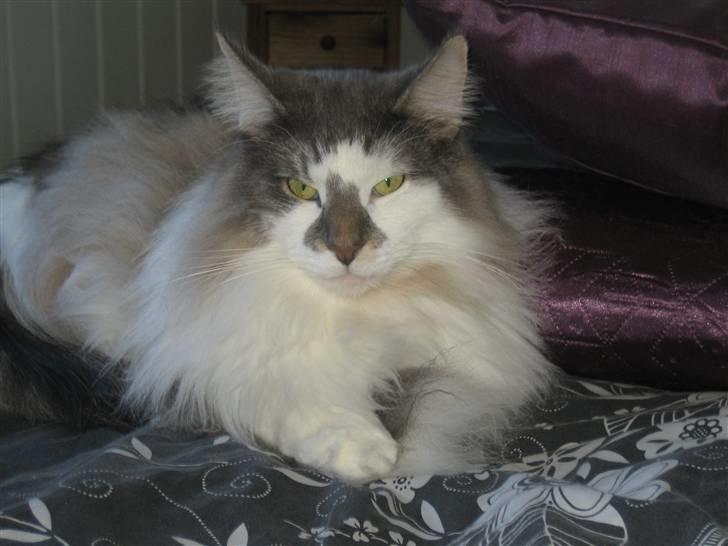 Norsk Skovkat               Johnny Cash billede 6