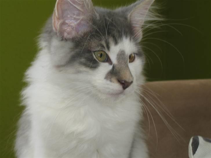 Norsk Skovkat               Johnny Cash billede 7