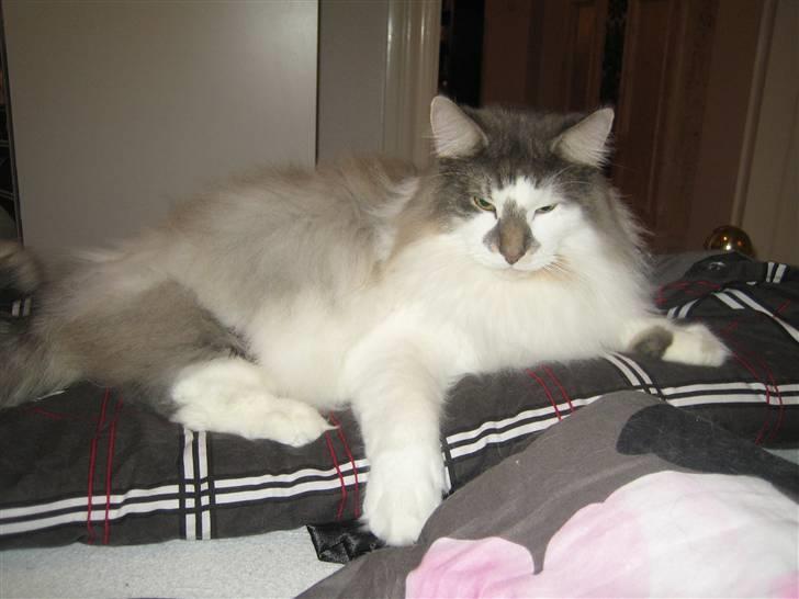 Norsk Skovkat               Johnny Cash billede 8