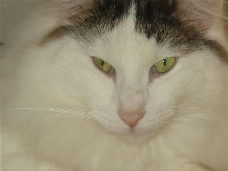 Norsk Skovkat             Jimmi Hendrix billede 1