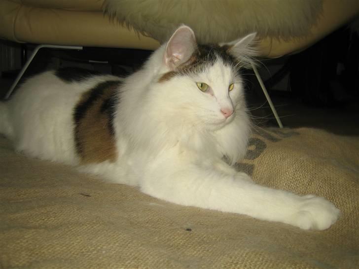 Norsk Skovkat             Jimmi Hendrix billede 2