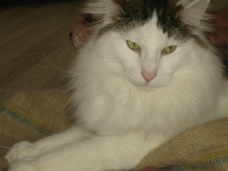 Norsk Skovkat             Jimmi Hendrix billede 3