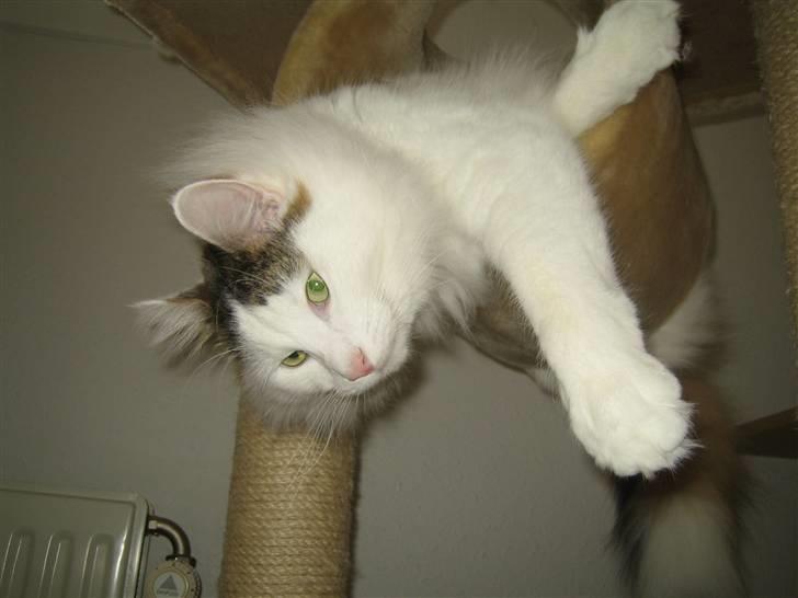 Norsk Skovkat             Jimmi Hendrix billede 4