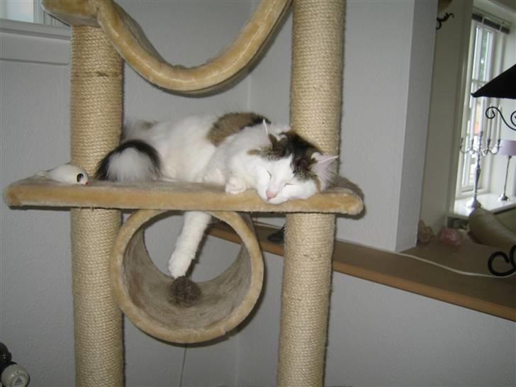 Norsk Skovkat             Jimmi Hendrix billede 5