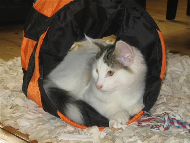 Norsk Skovkat             Jimmi Hendrix billede 6