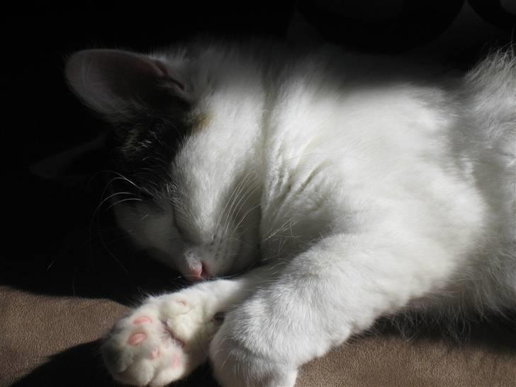 Norsk Skovkat             Jimmi Hendrix billede 7