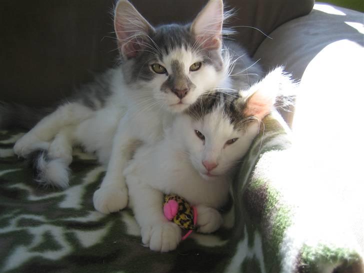 Norsk Skovkat             Jimmi Hendrix billede 8