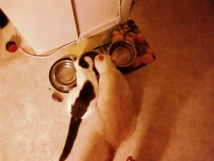 Blanding af racer william - mig og min lillesøster spiser lige sammen billede 19