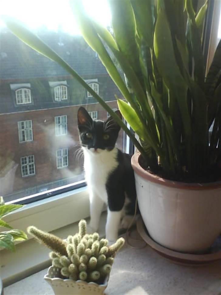 Huskat Lille Spir billede 1