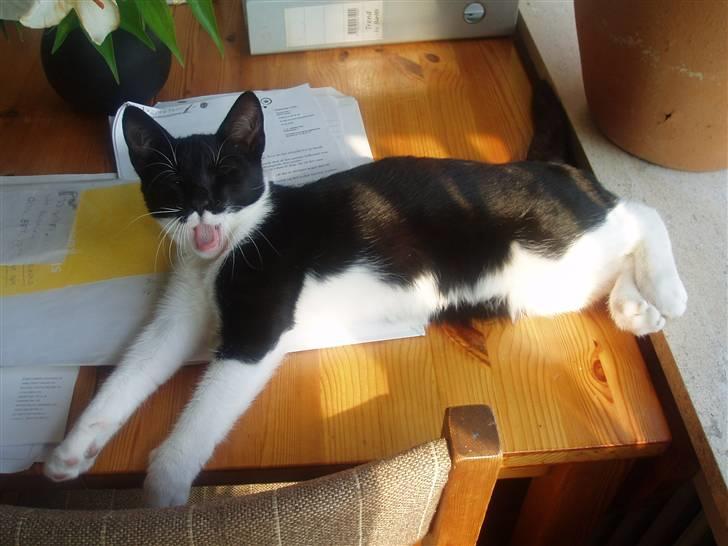 Huskat Lille Spir billede 2