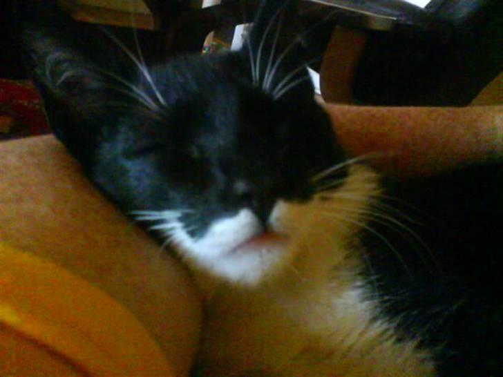 Huskat Lille Spir billede 3