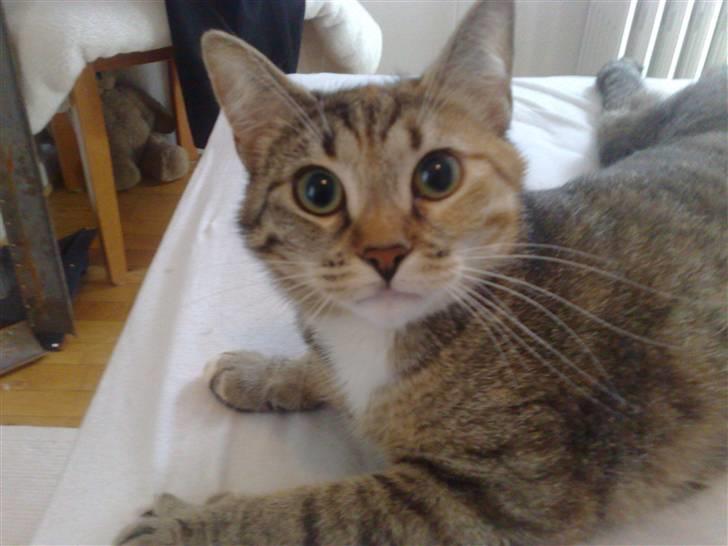 Huskat Bailey billede 1